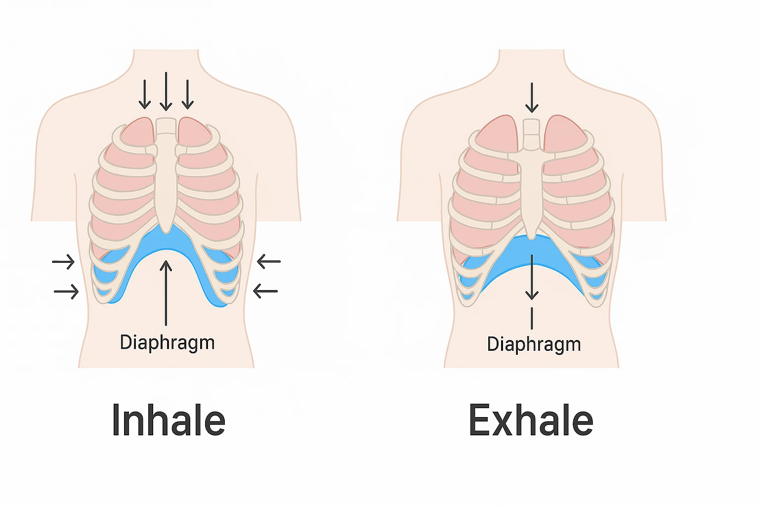 Diagram of diaphragmatic breathing in yoga
